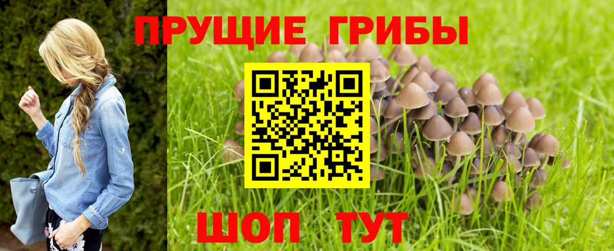 Псилоцибиновые грибы GOLDEN TEACHER Лысьва